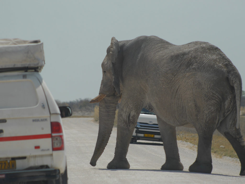 Elefant überquert die Straße zwischen zwei Auto