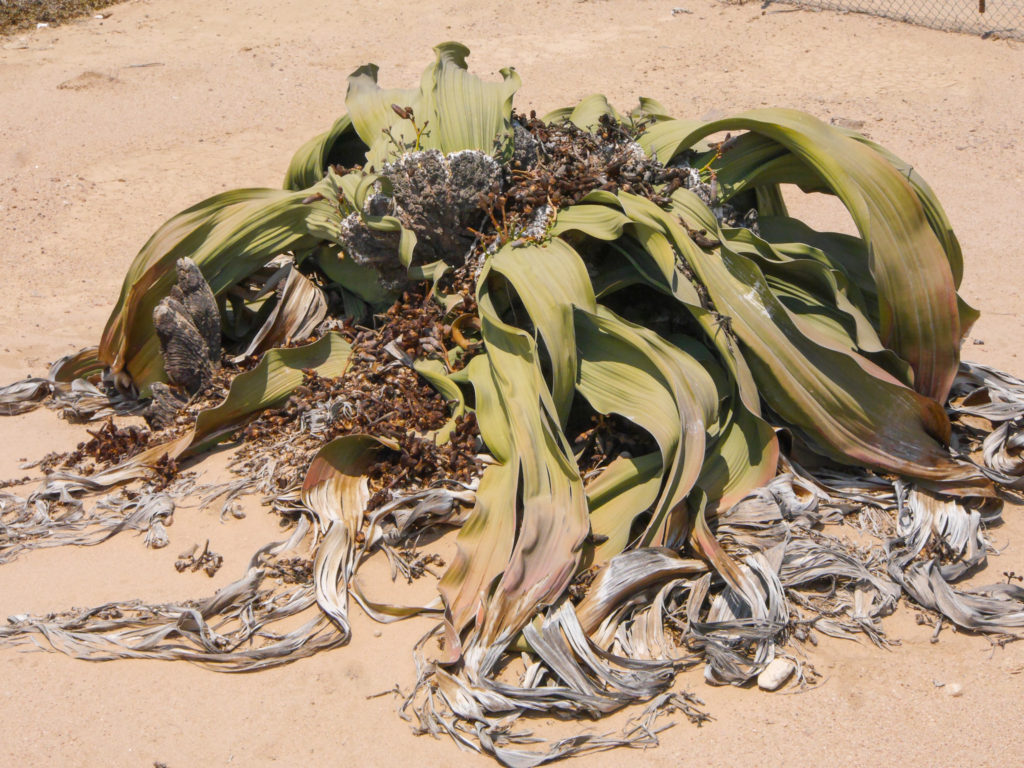 Die größte und älteste Welwitschia in der Namib Wüste