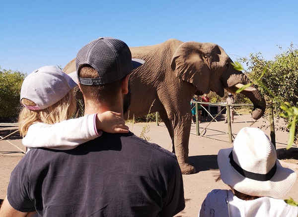 Jimbo, der Elefant besucht Palmwag